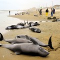 まさか東海地震の前兆？茨城でイルカ約150頭漂着